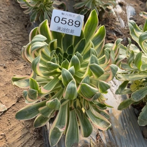 荔枝多肉多肉0589