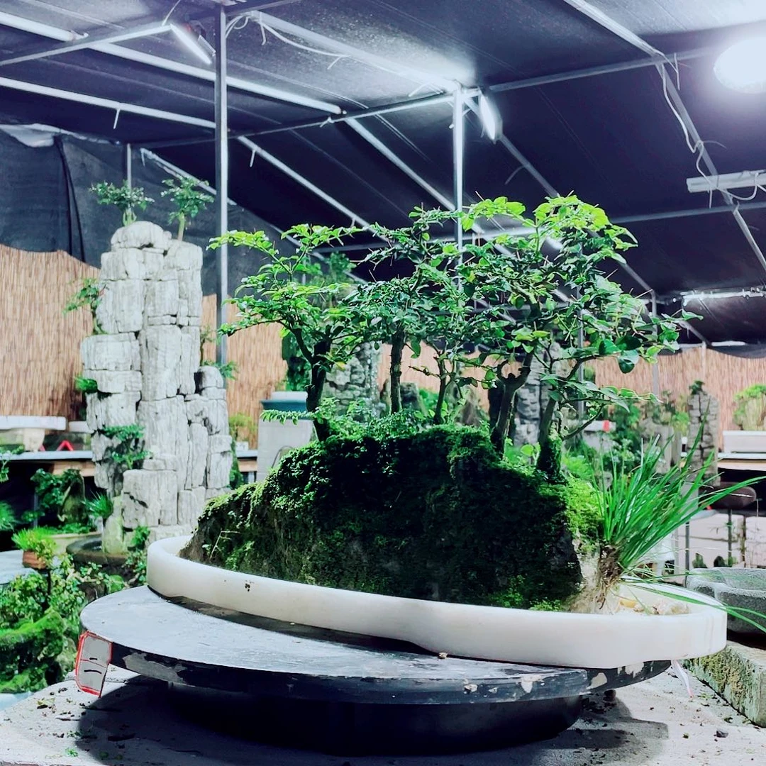 华***7无花朵新品上市的时候就已经很