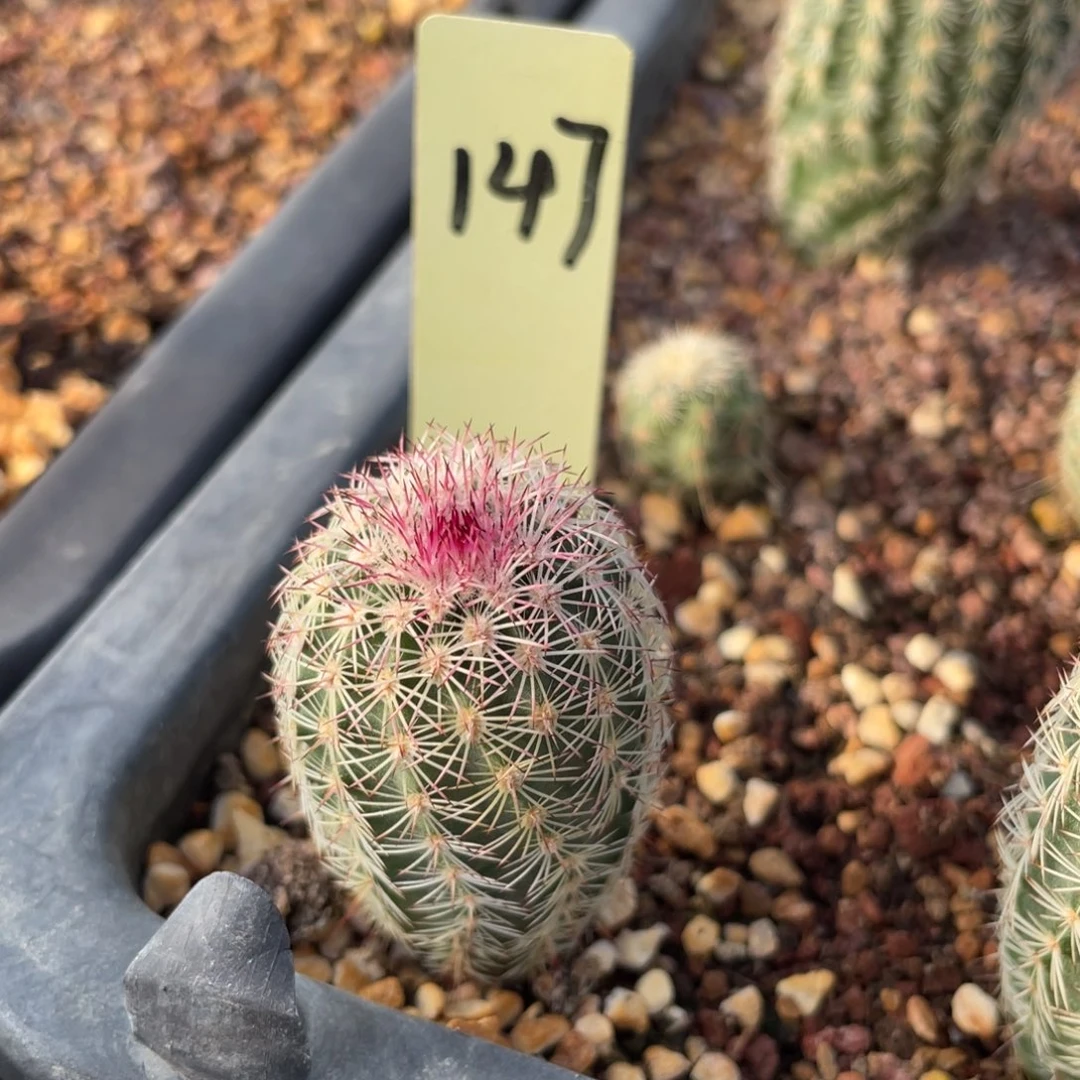 白花三光鹿角柱属147