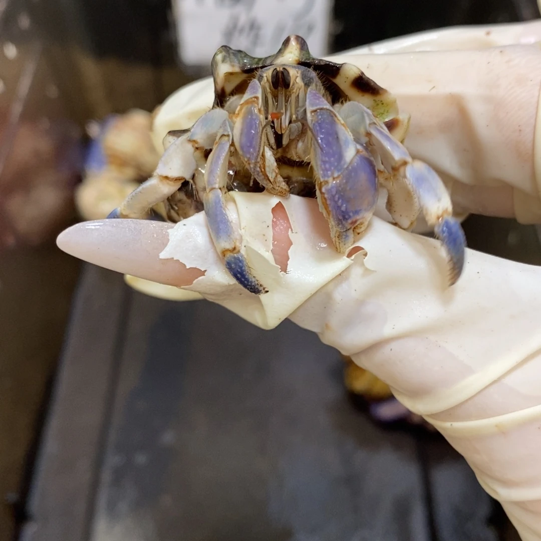 紫陆福利蓝白2.0漏