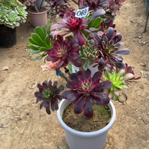 069嫁接多品种多肉法师