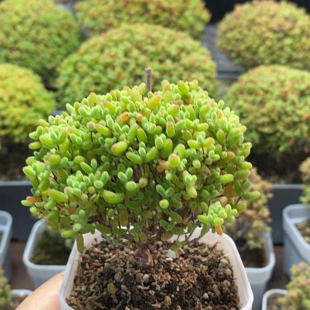 蜜橘糖球1886枝干番杏