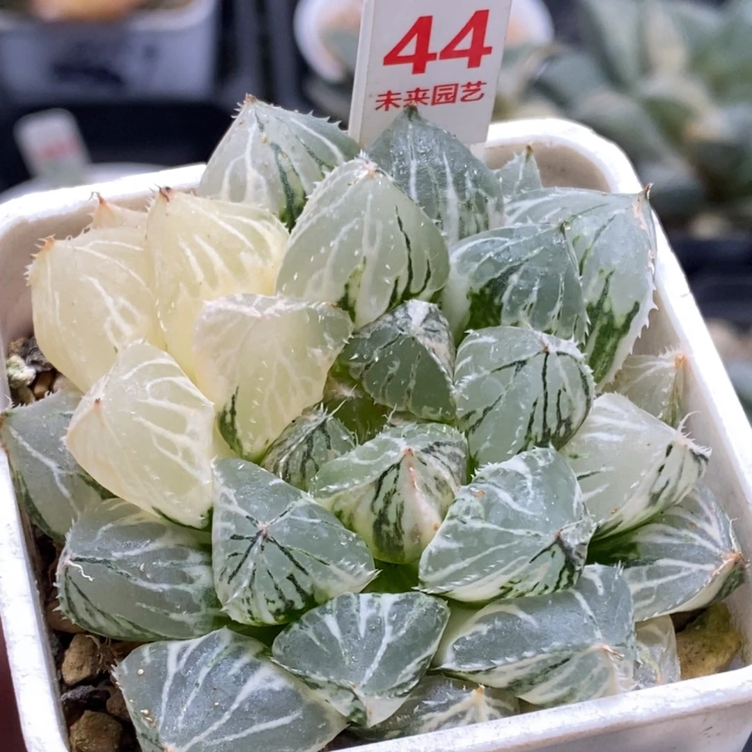 44号大叶楼兰玉露锦带盆