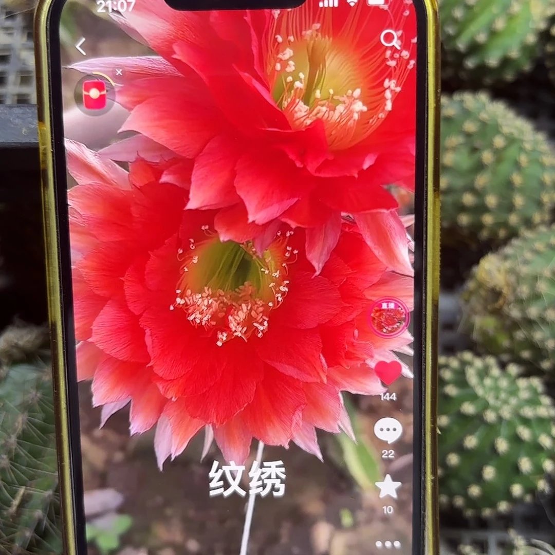 双头纹绣彩侧牙20包邮仙人球16