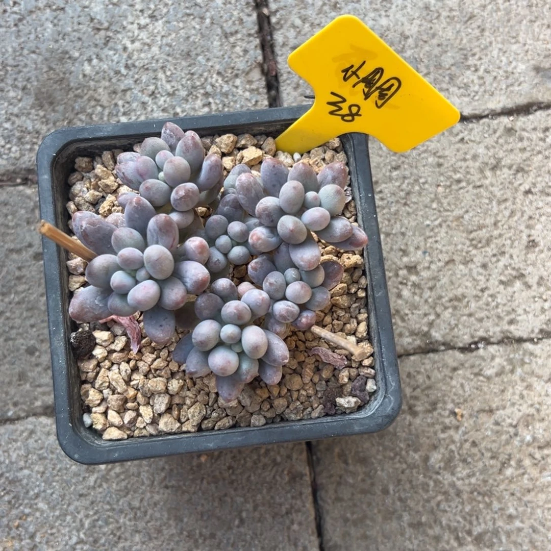 小***-桃花奶1111111111111111