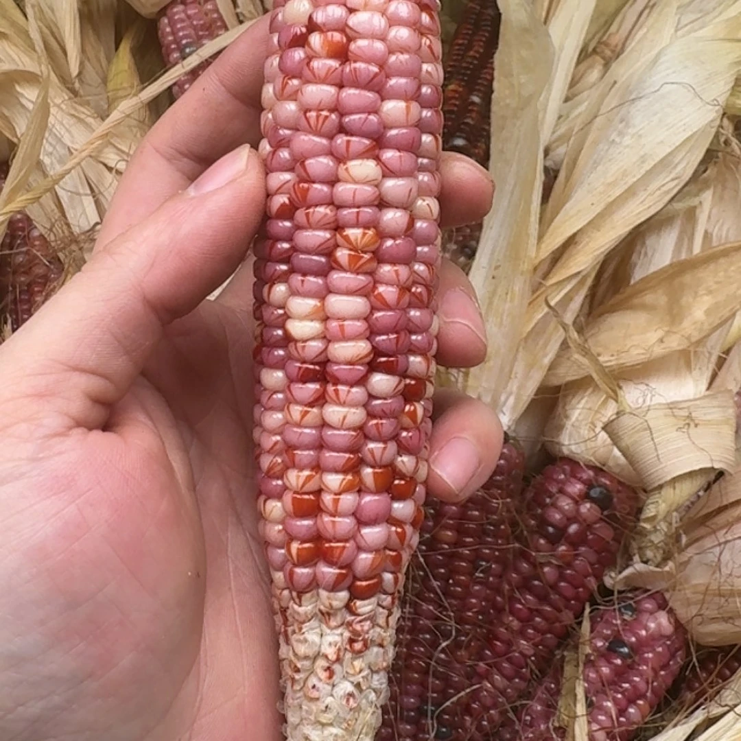 柏香籽/百香籽吊坠米*