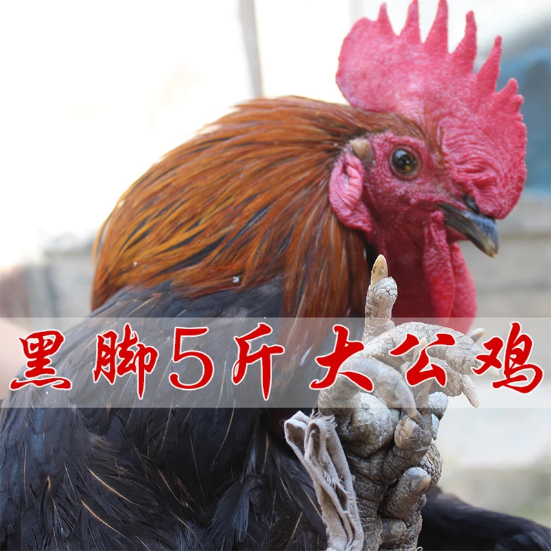 农家土公鸡农家散养1年公鸡滋补土鸡草鸡大公鸡笨鸡跑山鸡顺丰