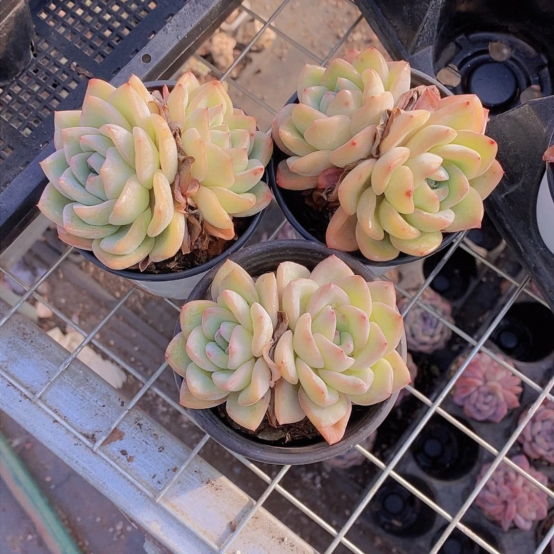 0208-泡芙大双头一颗 量拍