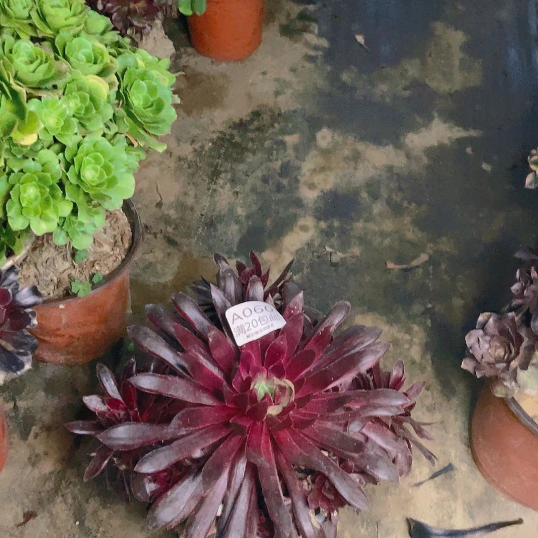 060惊鸿仙子多肉