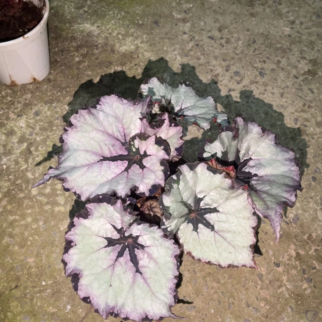 不开花植物76 （两颗起拍 无售后）
