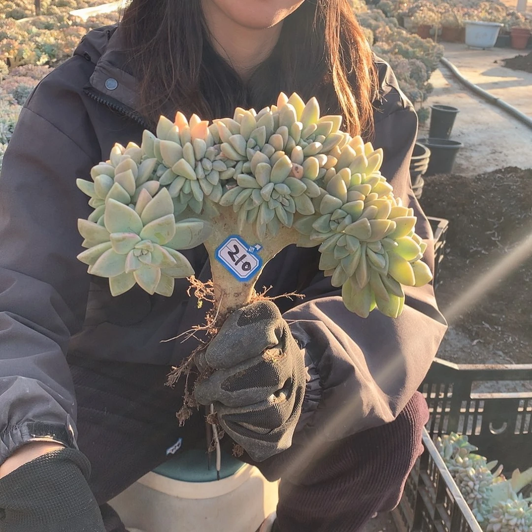 210 淡雪缀 一物一拍