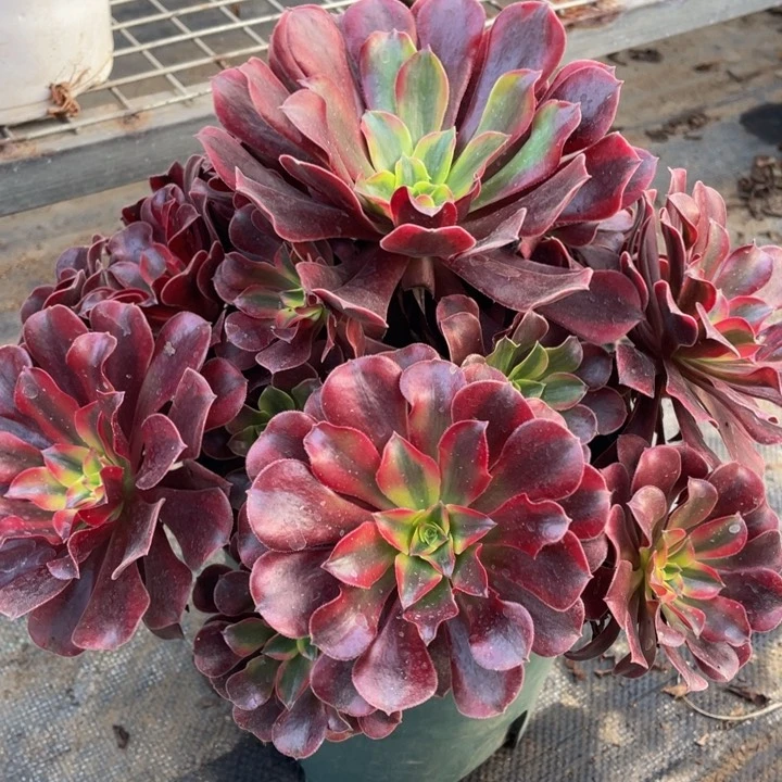 154美杜莎精品法师多肉