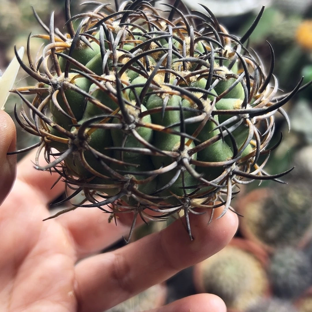 黑曜有根仙人球6666666