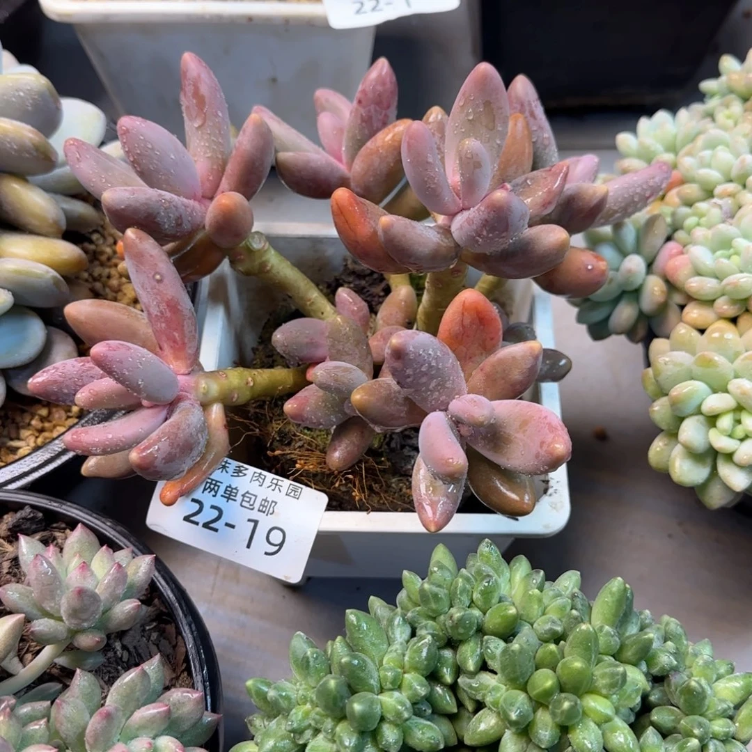 .****22-19红手指多肉植物