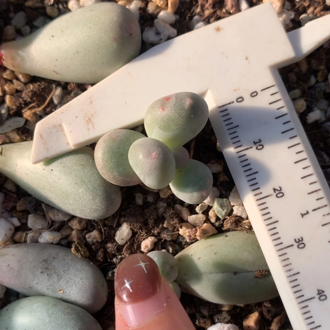 米可奶 不凑满28元发一片叶 不售后 到付