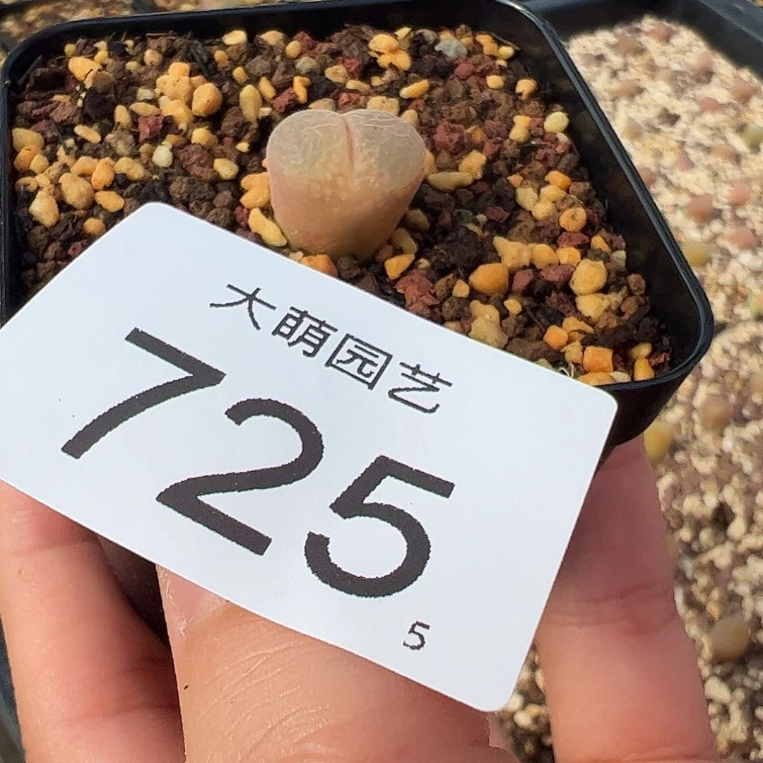 张*0000725一物一拍脱土发