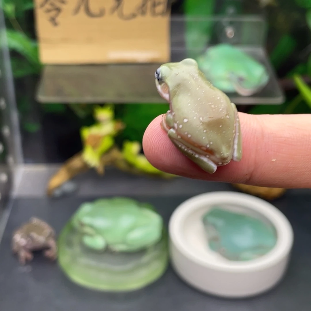 老爷树蛙2号蓝眼青柠