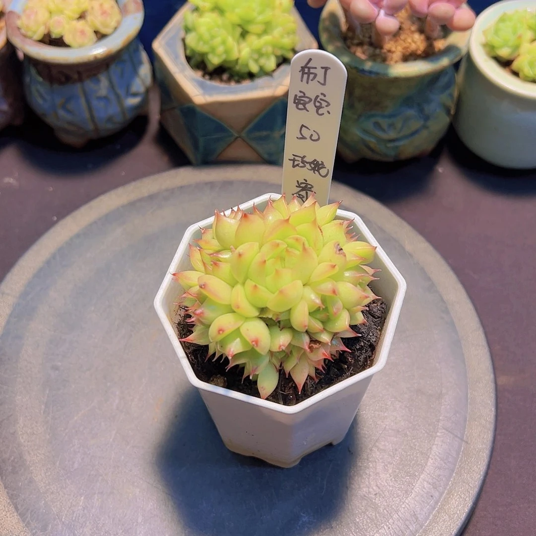 布**寳珍妮，多肉植物，