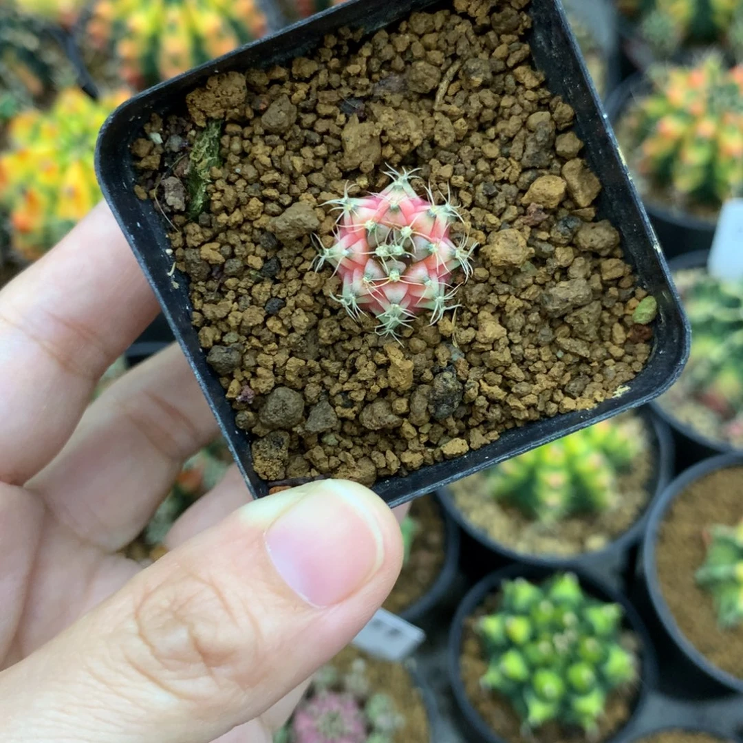 仙人球米哈牡丹锦