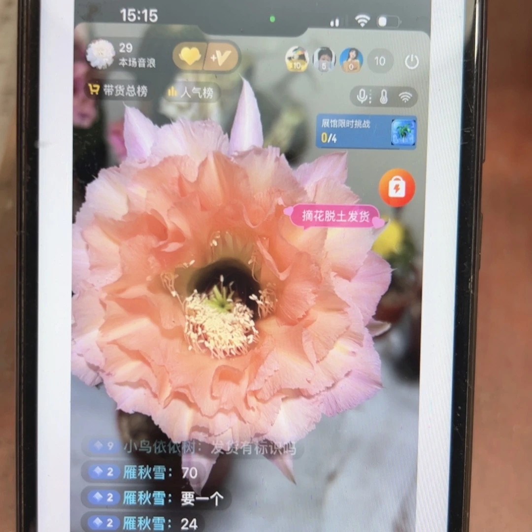 彩草53号6.8公分左右