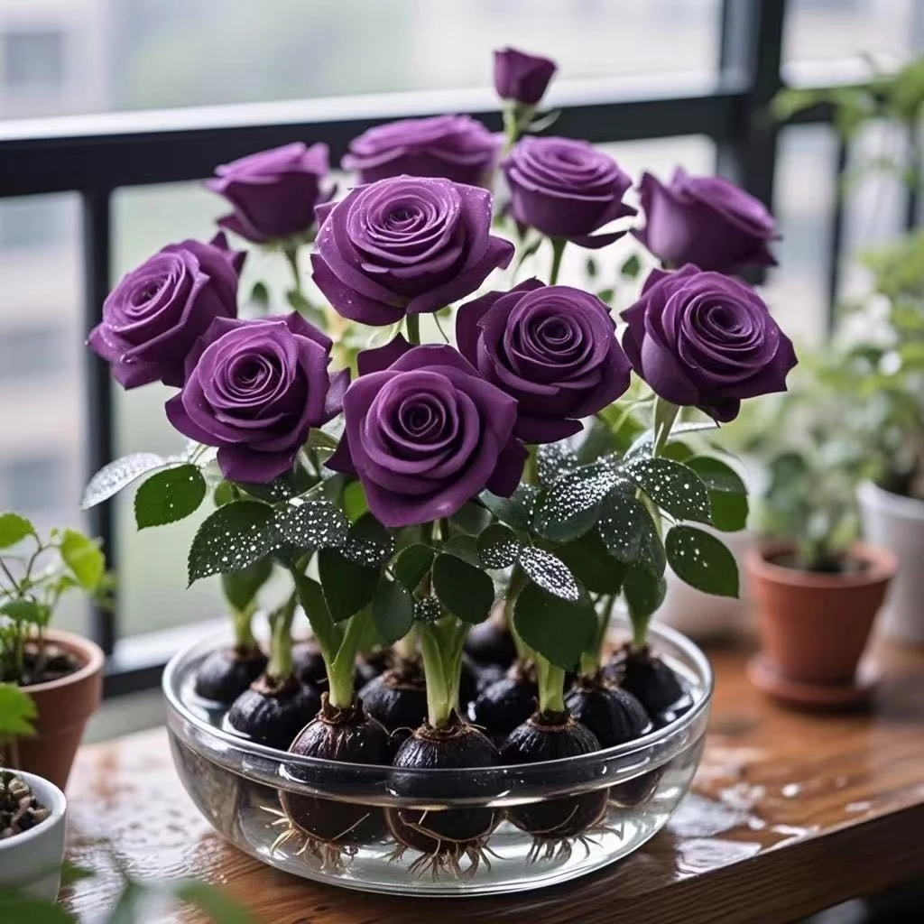 新品玫瑰兰花种球四季驱蚊四季开花重瓣大花浓香型花卉绿植盆栽