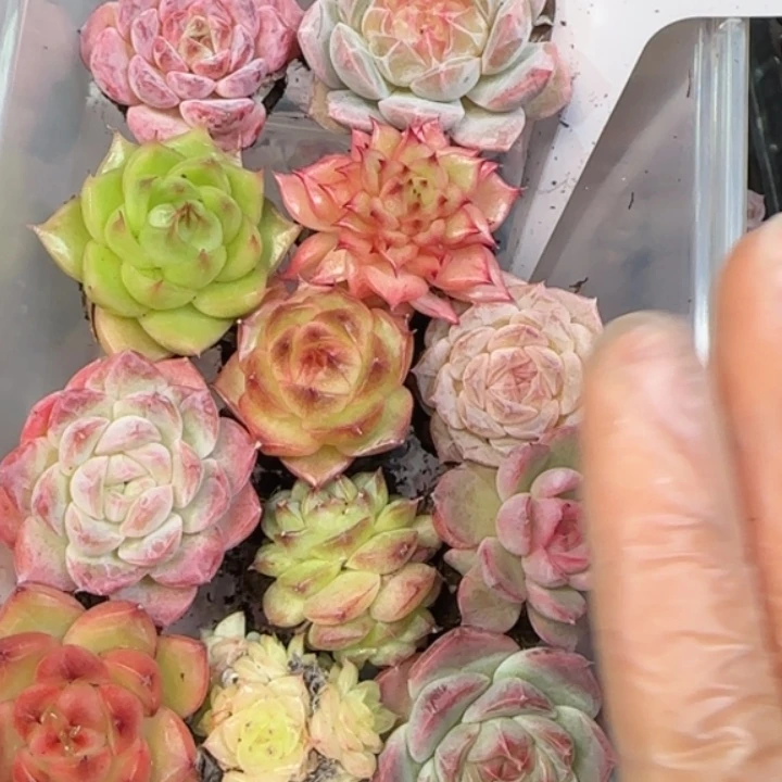 172号  新手套餐拍一发12颗