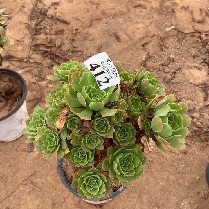 412绿玫瑰手捧3号北