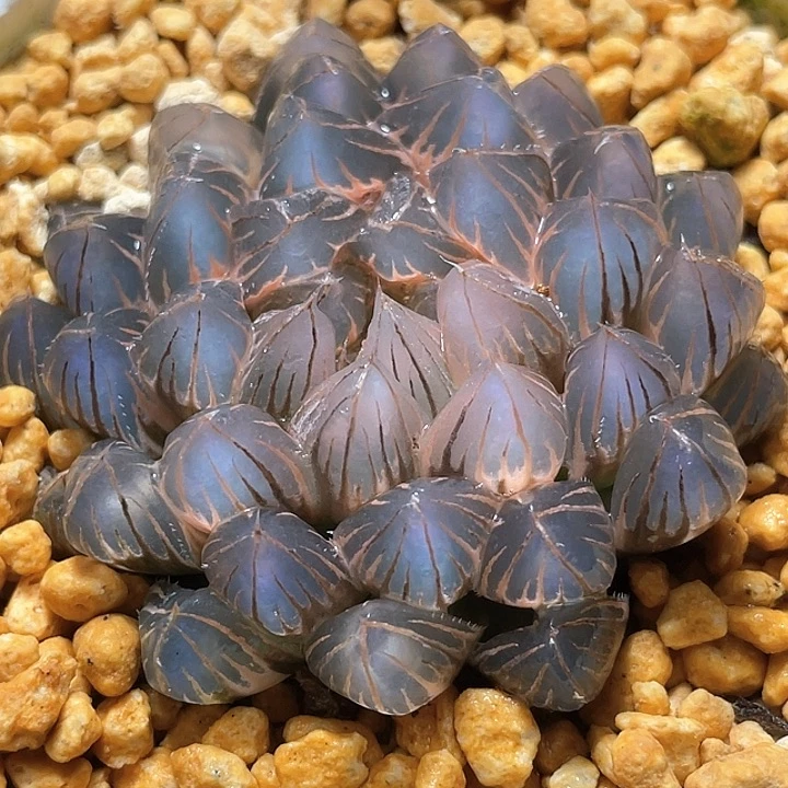 578糊斑霓虹燈錦一物