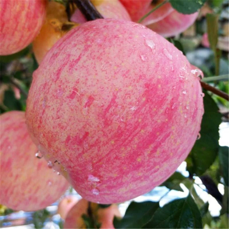 新疆阿克苏苹果礼盒一件11斤左右