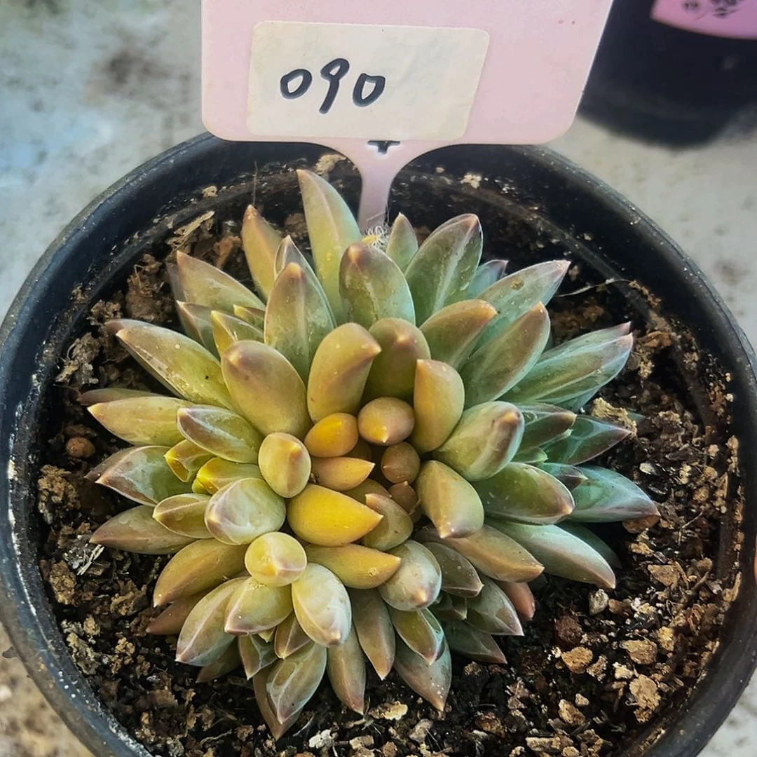 桔云多肉美人精品系列