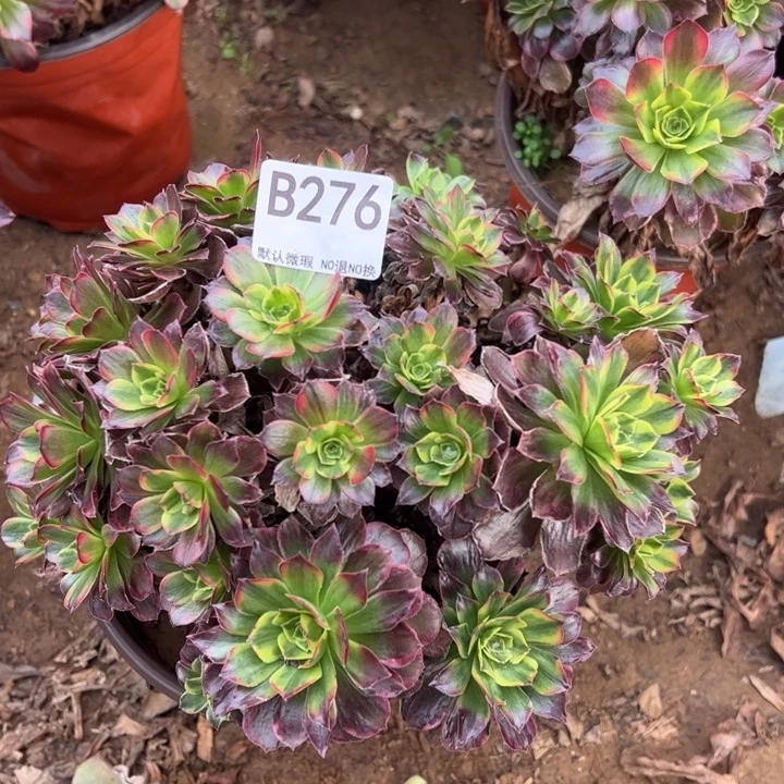 安娜多肉植物276.