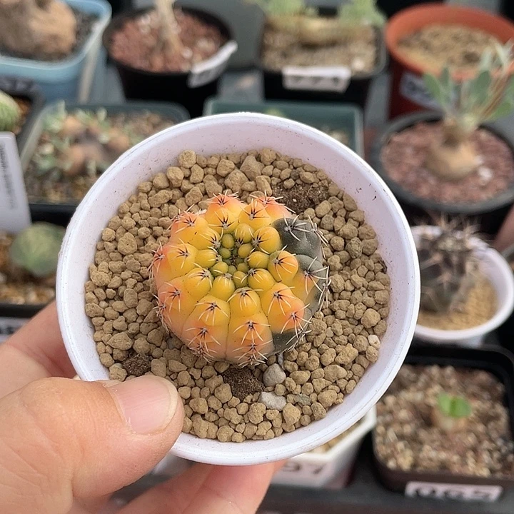781实生瑞昌玉自然锦