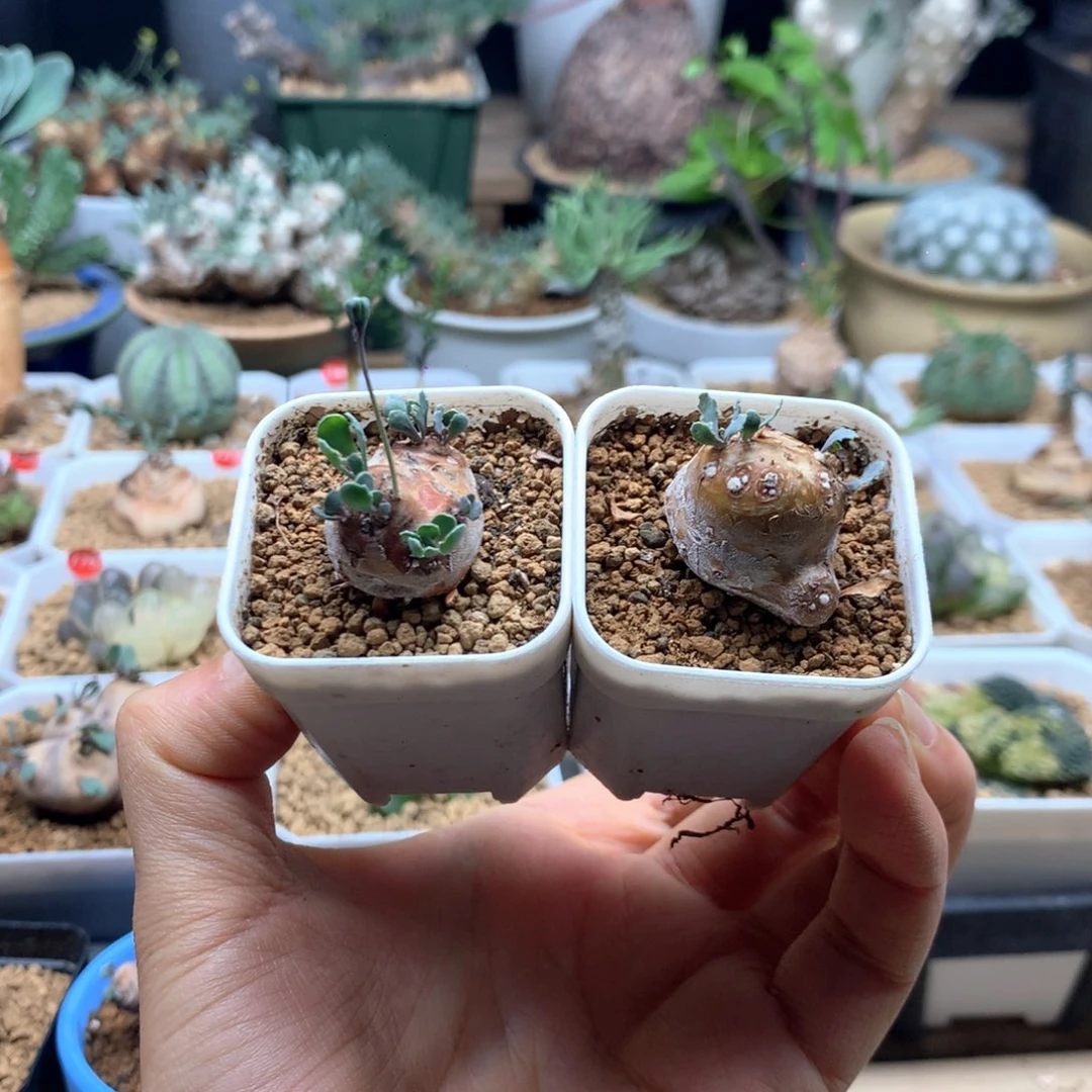 小格加厚敦菊2颗带盆