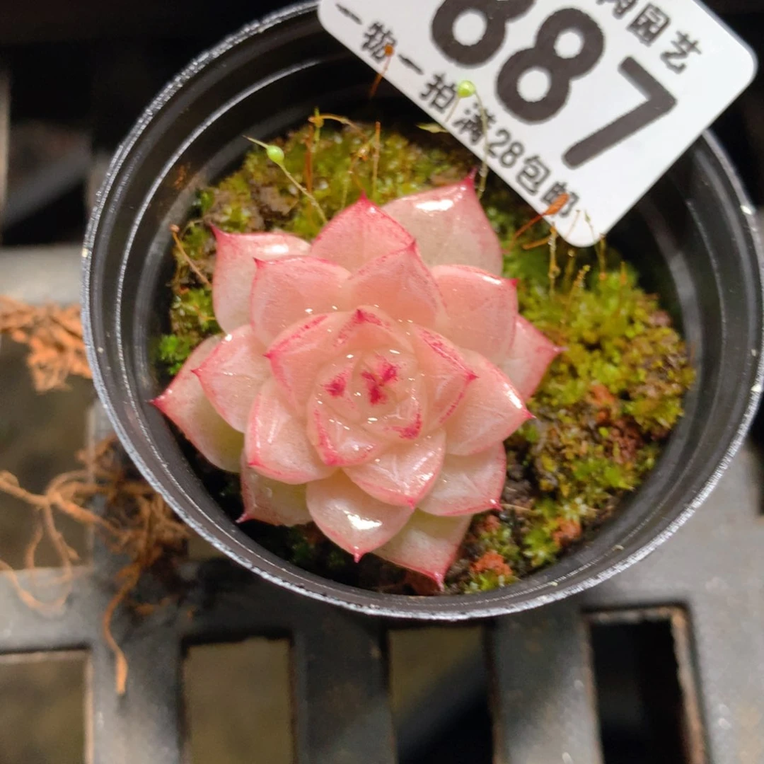 5CM拇指盆精控多肉ZQ887