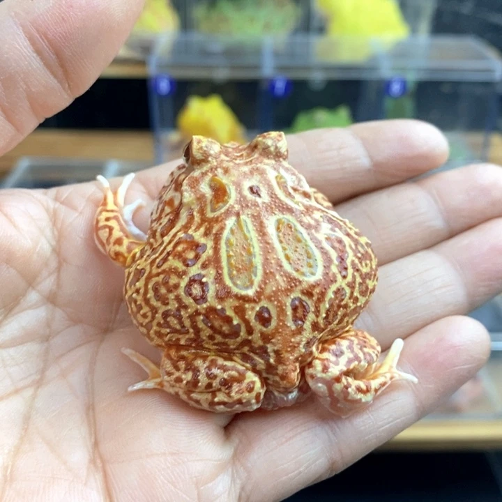 大***卜角蛙049号微瑕疵草莓角蛙