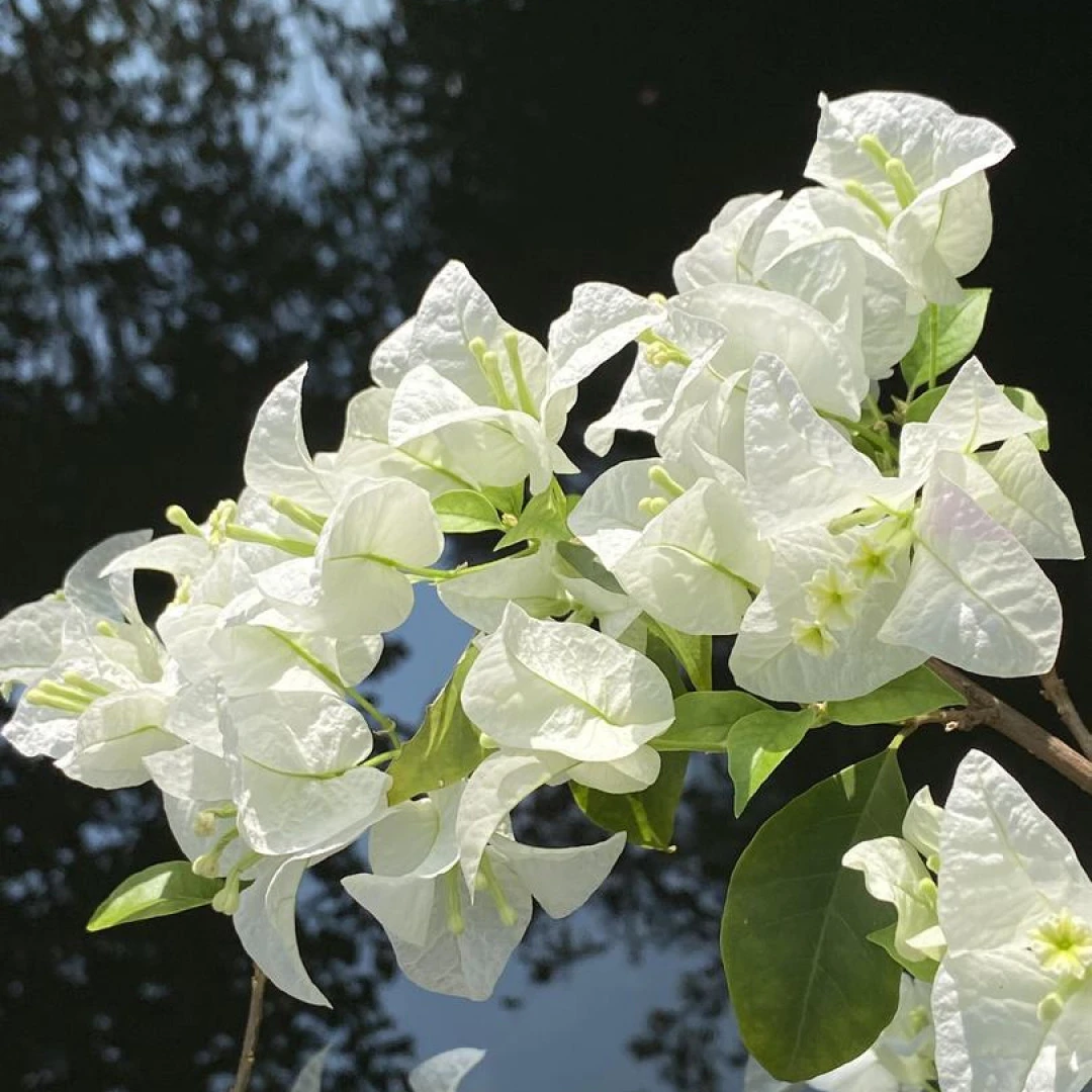 【白雪公主】三角梅基地花卉直发四季开花品种不带花