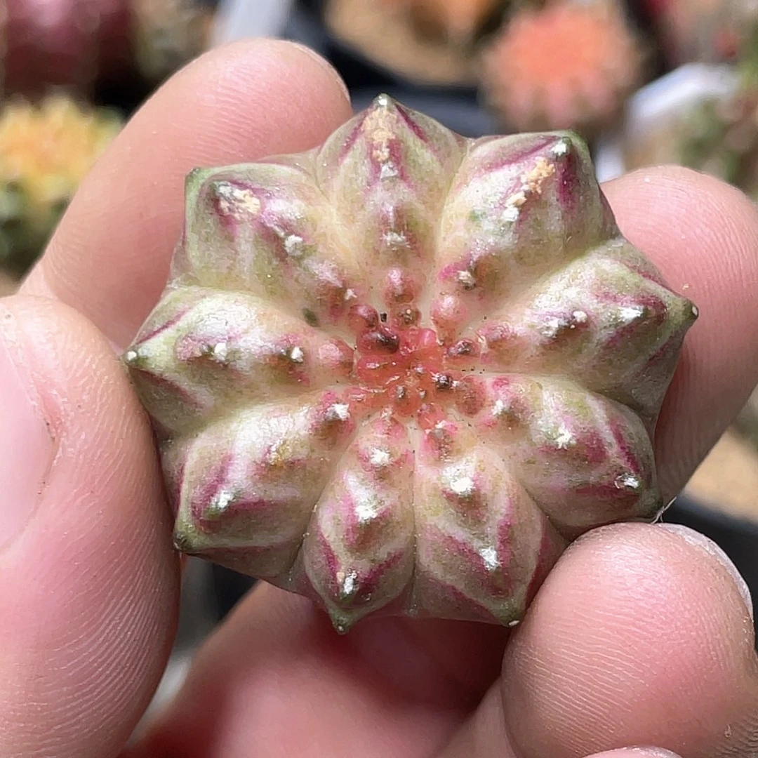 无花朵泰系实生根，轮回17