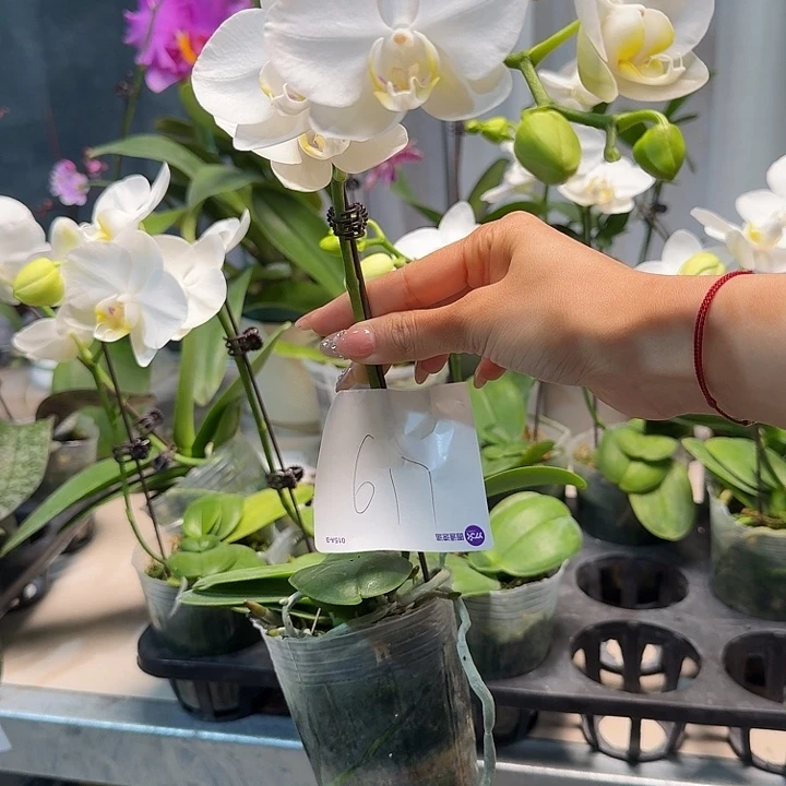 鈈***吢大部分开放少量花苞617无售后