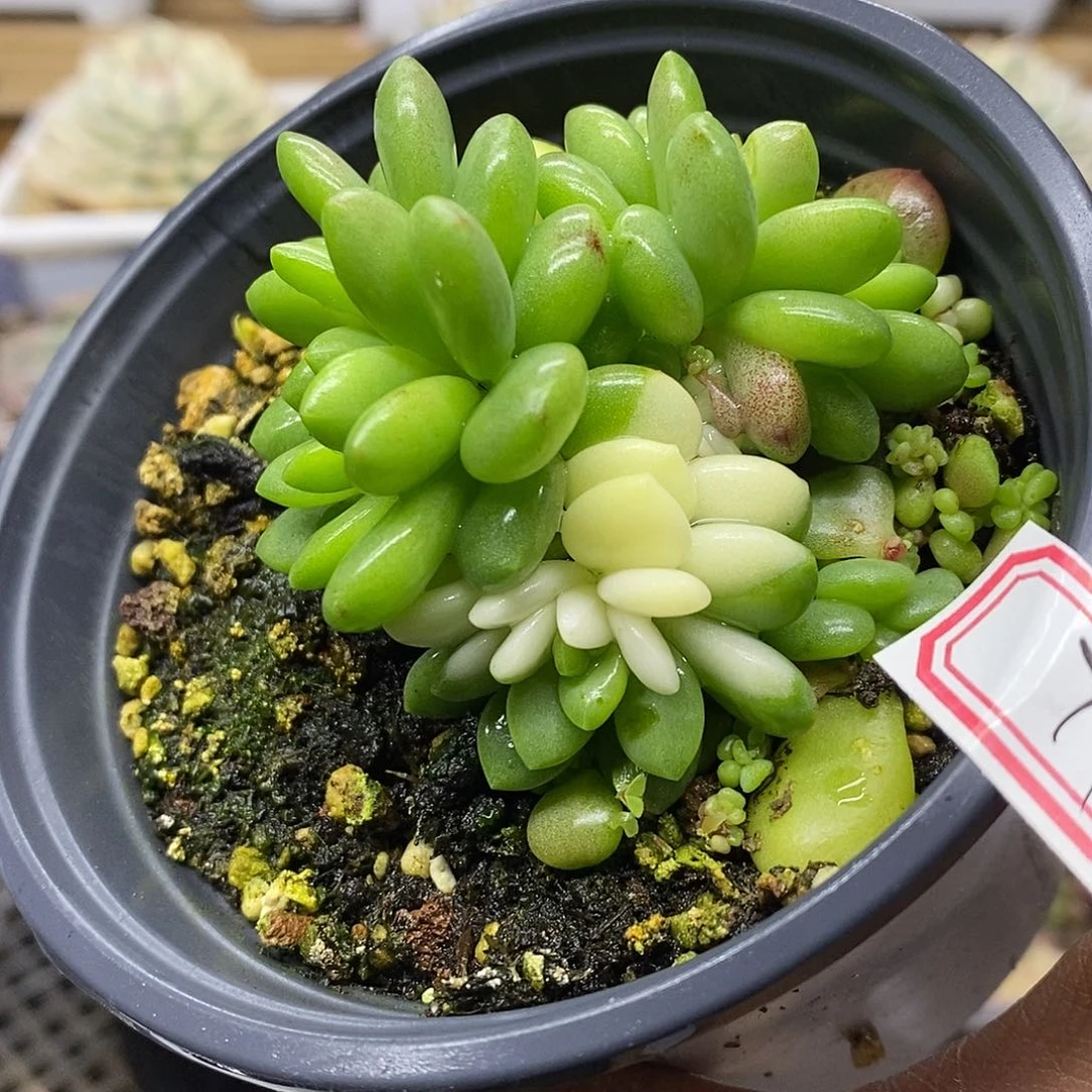 0371 福利香格里拉带锦 不售后