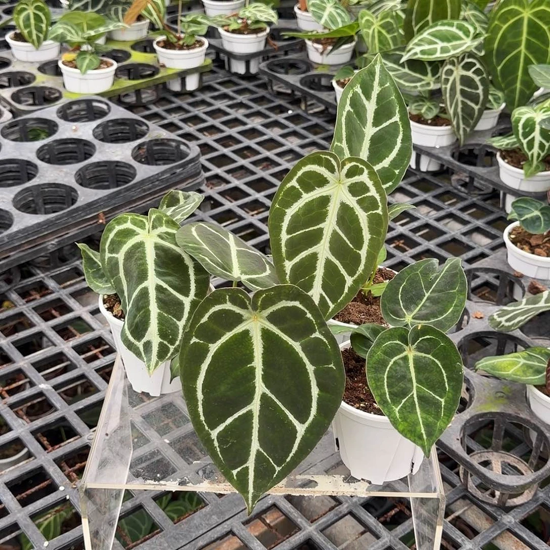 完全开放F980无售后