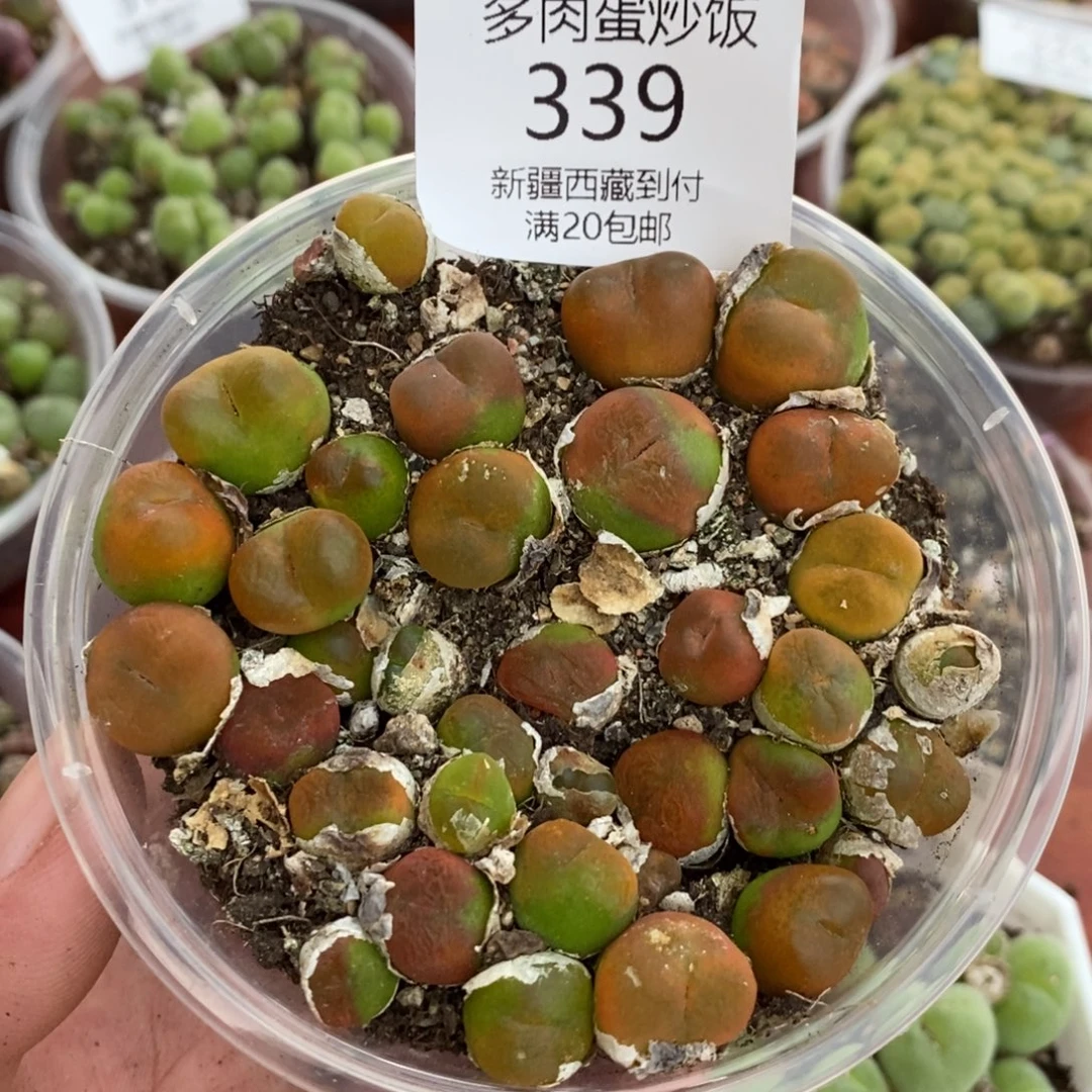 感谢您的信任，00339