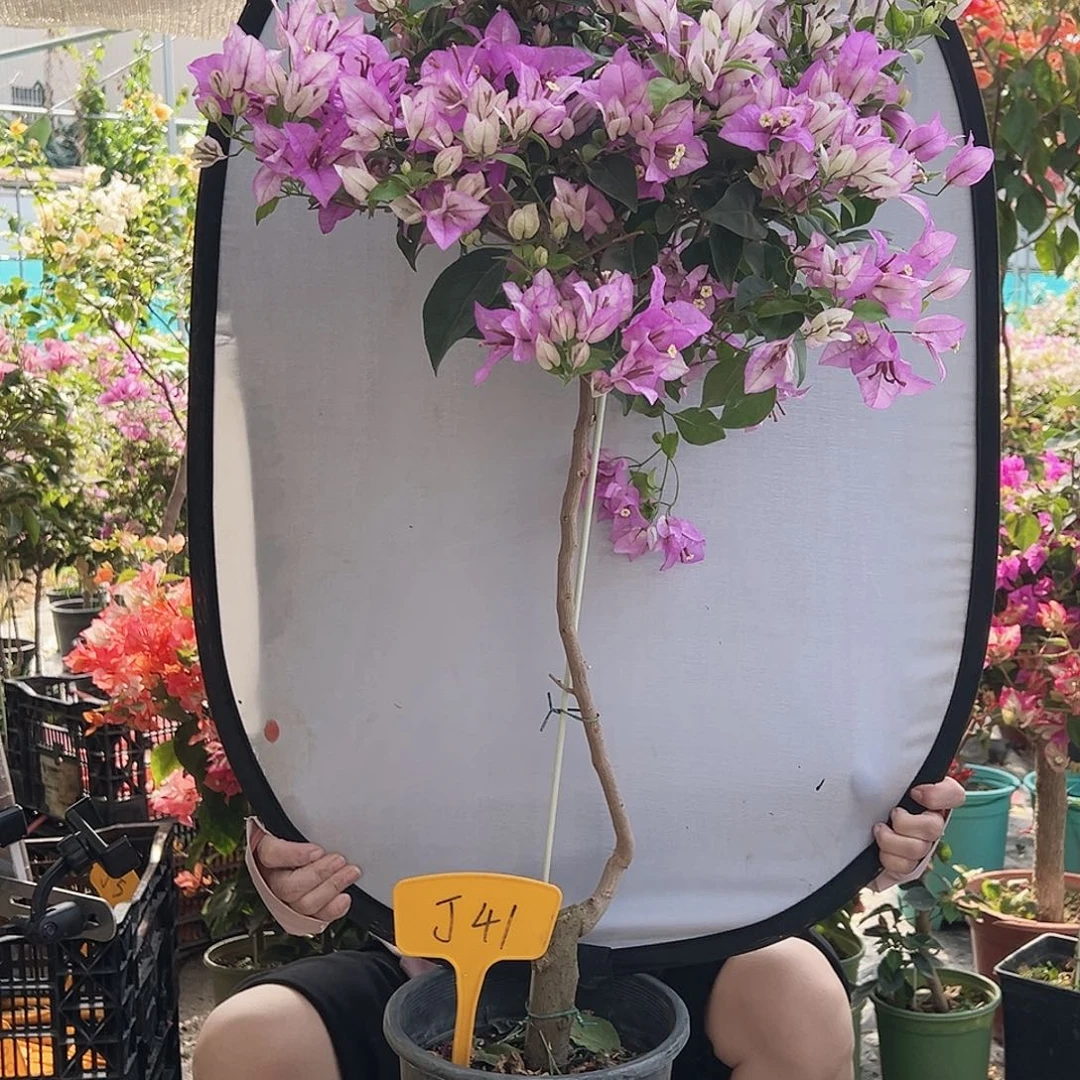 S***y大部分花苞少量开放J41雪紫