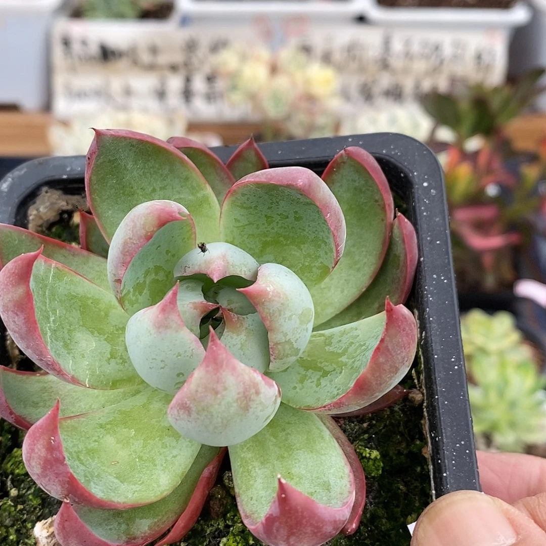 1611 惊鸿仙子多肉