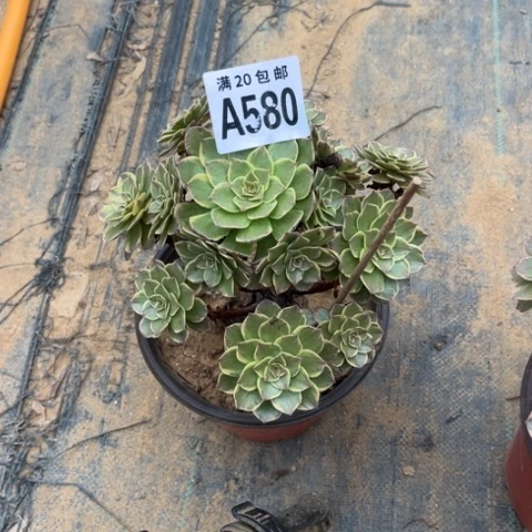 用****3580半夏不包断枝