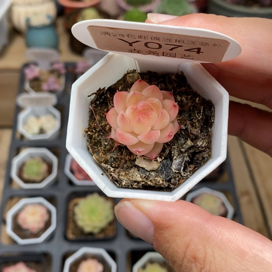 0074？麦秆单头 2cm