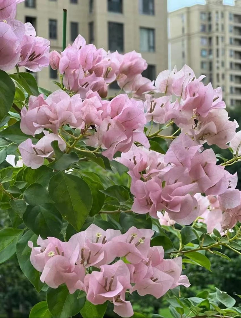 暗斑丽人小苗福利款四季开花勤花