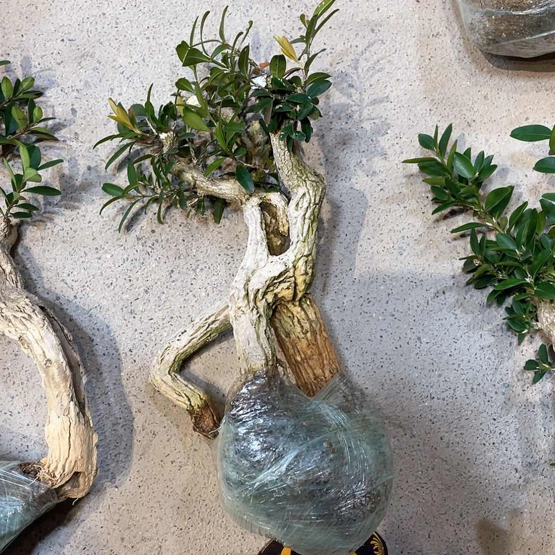 红陶翰***馆一起为梦想而加油啊