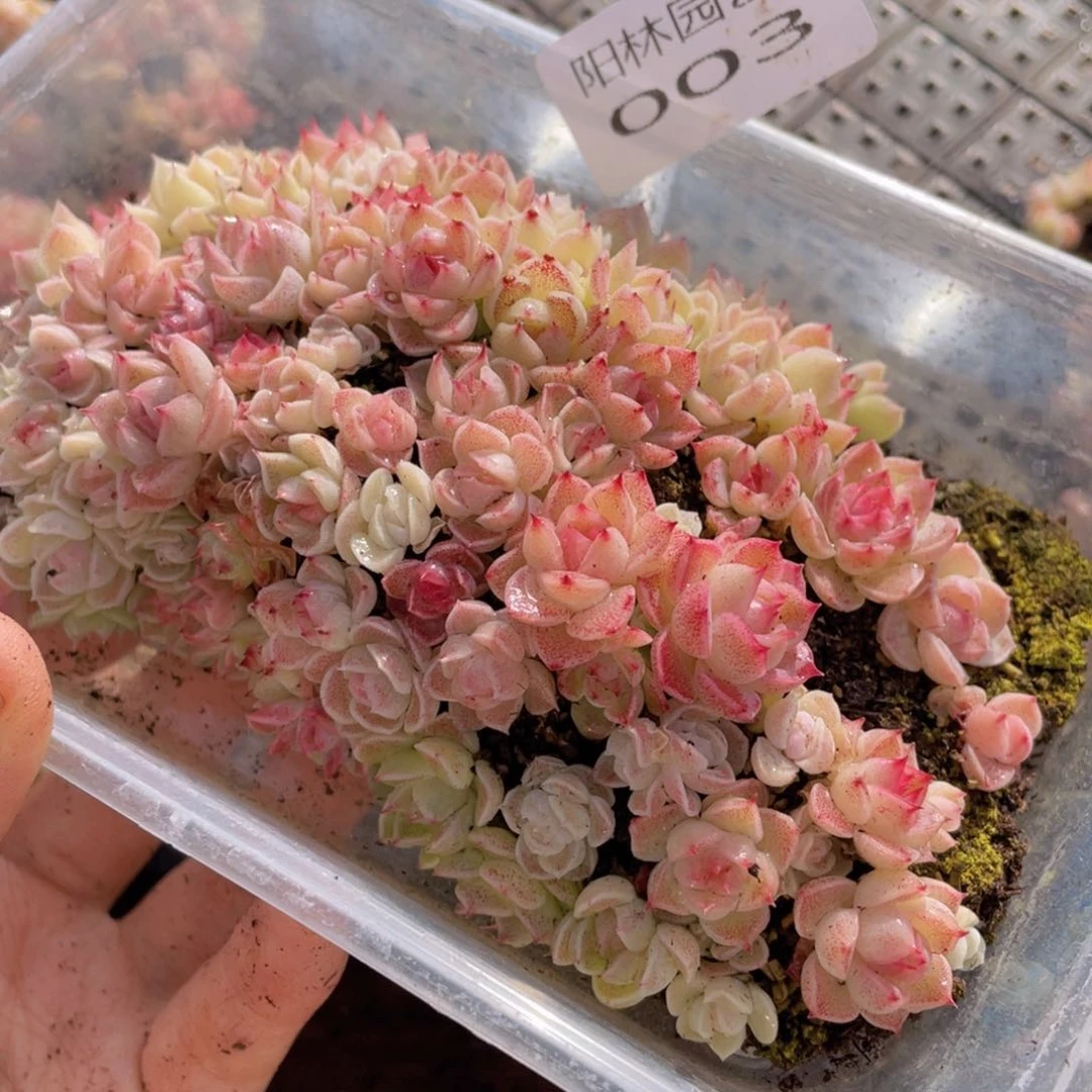 多肉植物多肉植物3