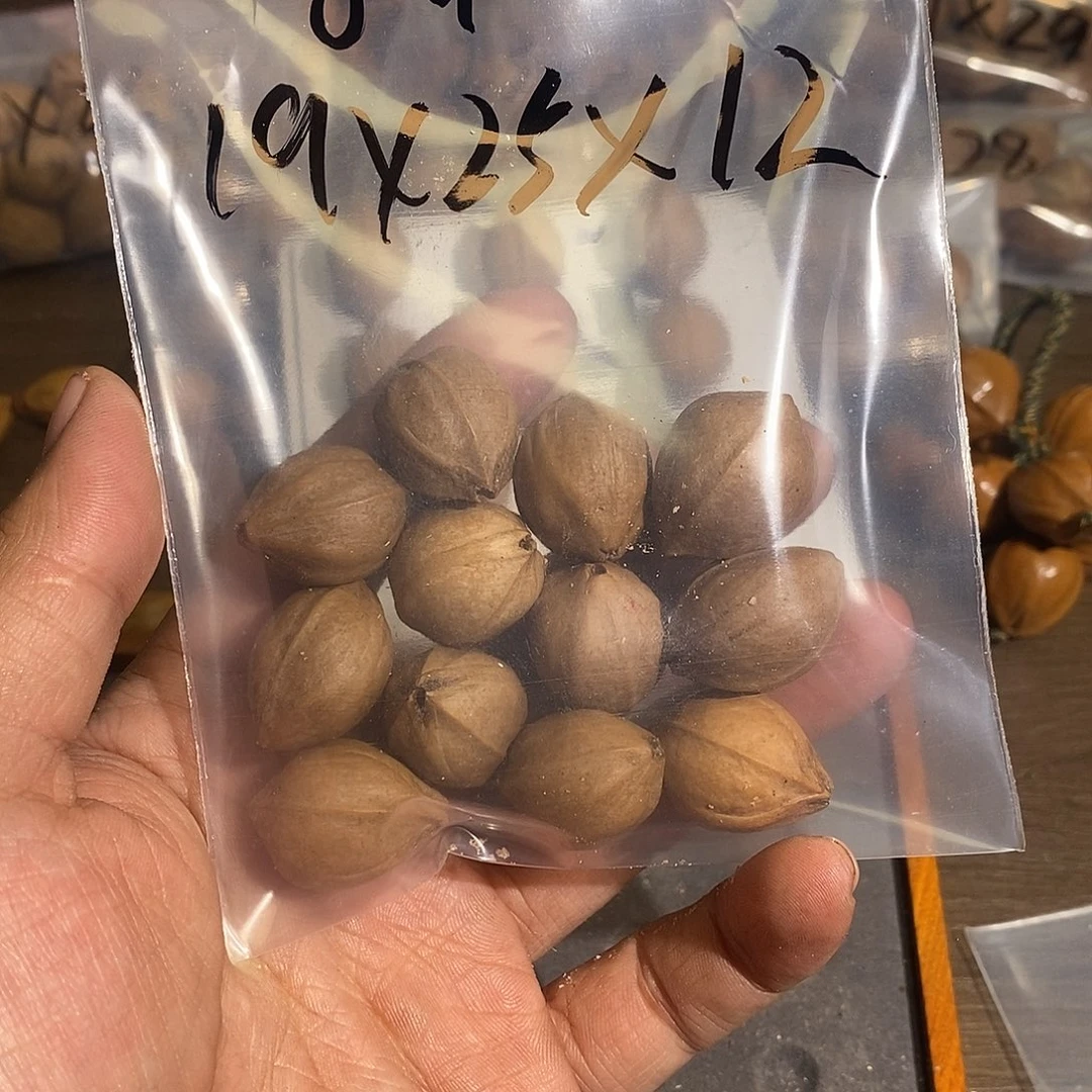 呼***家手串橄榄核19x25 12颗