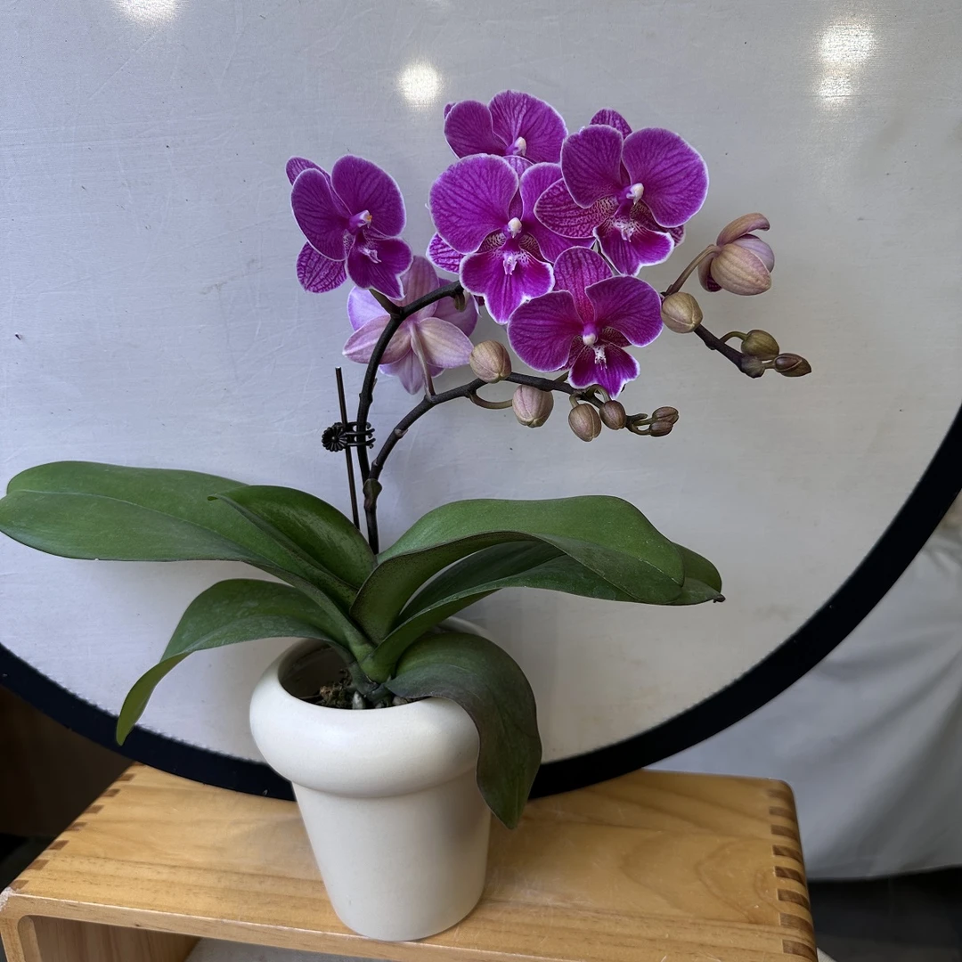 蝴蝶兰【红豆】紫粉色线条精致桌面花室内绿植养兰基地直发